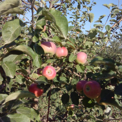 临猗苹果价格行情平稳东张老朱诚信合作