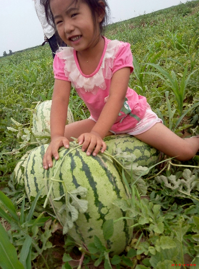 黑美人价格