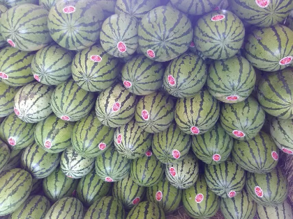 西瓜价格