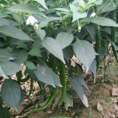 线椒当天采摘，上午有货，下午不采摘