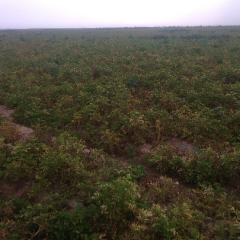 荷兰十五滴灌种植，土豆个头均匀