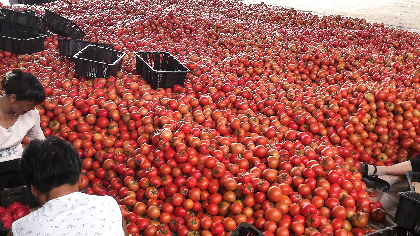 本地西红柿现在上市