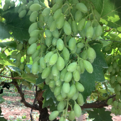 眉县：果农眼看着葡萄成熟了