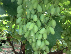 眉县：果农眼看着葡萄成熟了