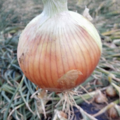 甘肃张掖黄皮洋葱绿色健康_洋葱一号