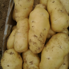 荷兰十五_天仙果品