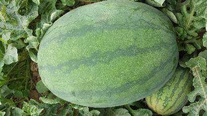 龙卷风产地60亩  籽瓜 非重茬