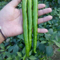 河南睢阳线椒辣椒产销两旺