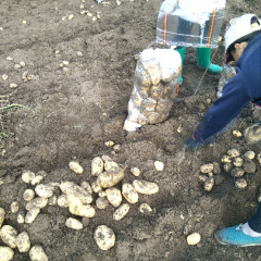 河北荷围场县出售各种土豆