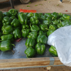 陕西定边县园椒随行就市_马铃薯的天堂