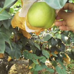 安徽砀山县皇冠梨口感爽口_金龙瓜果