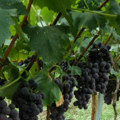 陕西户县蒋村镇户太八号葡萄