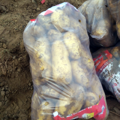 基地货下来了欢迎新老客户选购