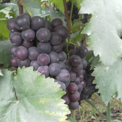 河北邢台巨峰葡萄正在热销！