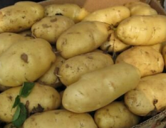 内蒙赤峰荷兰十五土豆产销两旺