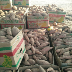 河北省石家庄晋州龙署九号产销两旺