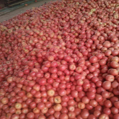 山东沙镇硬粉西红柿价格适宜