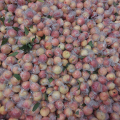 万荣蜜桃火热上市高村闫兆峰诚信合作