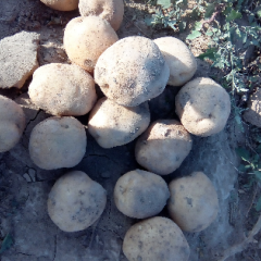 甘肃靖远大西洋土豆品质优良