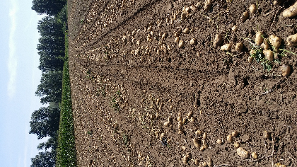 延暑四号个大皮毛好价格低