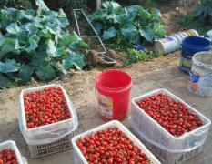 本地大量樱桃西红柿上市，价格2.2元每斤