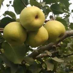 砀山皇冠梨，酥梨大量上市