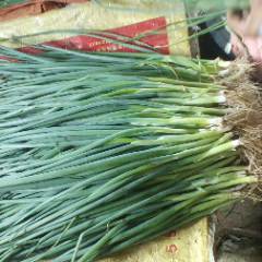 供应香葱质量好无药残