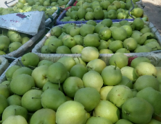 本地大量生产早酥梨，黄冠梨等瓜