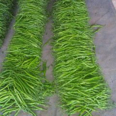 费县大棚线椒上市了