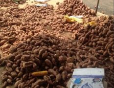 湖北省宜城市板桥店镇红薯已大量上市
