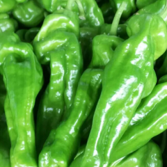 山东费县砀椒三号辣椒产销两旺