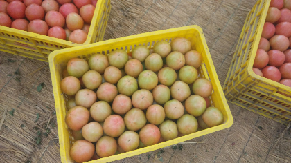 河南安阳内黄基地