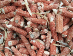 安徽毫州大量出售玉米芯