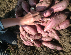 湖北宜城商薯19红薯颜色鲜亮，外观平滑