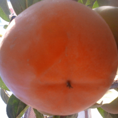 山西临猗杨丰甜柿柿子名优产品