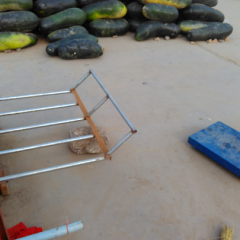 西瓜地里的大冬瓜，地膜瓜