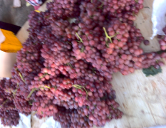 大荔盛产红堤葡萄，质量好价格合理