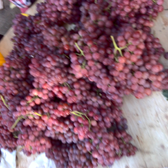 大荔盛产红堤葡萄，质量好价格合理