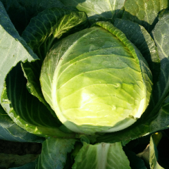 绿铁头大量上市，有货较慢