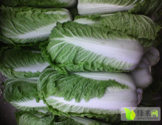 定州白菜莴笋大量上市，价格低