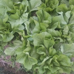 广西富川芥菜价格适宜