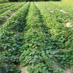 饶阳果蔬代购龙署九号已大量上市