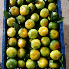 2015江永柑橘今年价格有看点