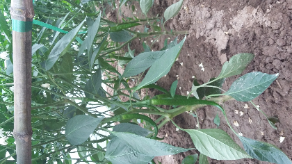 河南商丘夏邑县线椒_绿源农牧