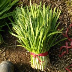 沧州河北乡韭菜忒好价格合理