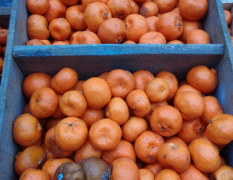 大量供应南丰蜜桔带叶0.6元一斤的光果