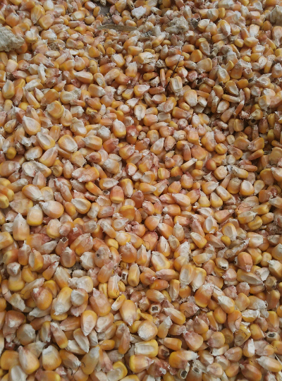 先玉335玉米水分14左右:0.82元/斤