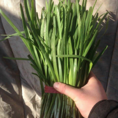 乐亭韭菜早买早赚,城南徐先生诚信合作