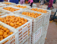 南丰县大量南丰蜜橘大量出售