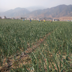 西昌洋葱面积同比往年有所增长